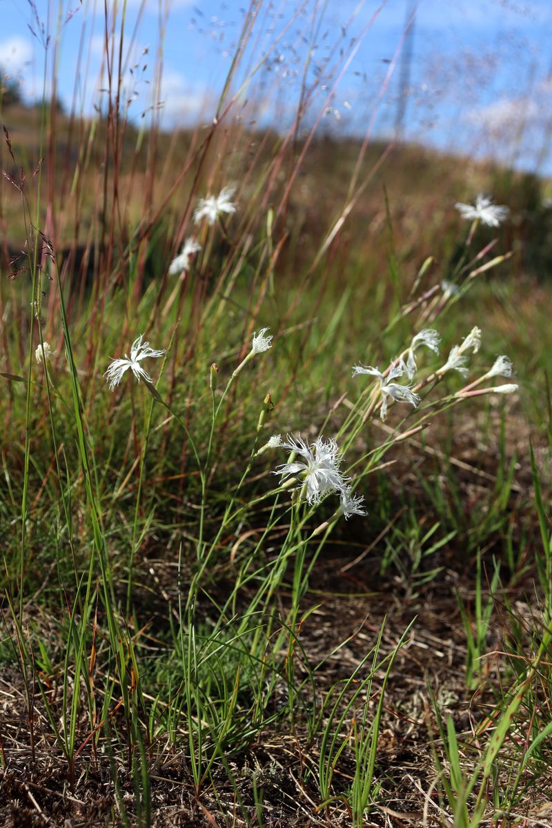 Изображение особи Dianthus borussicus.