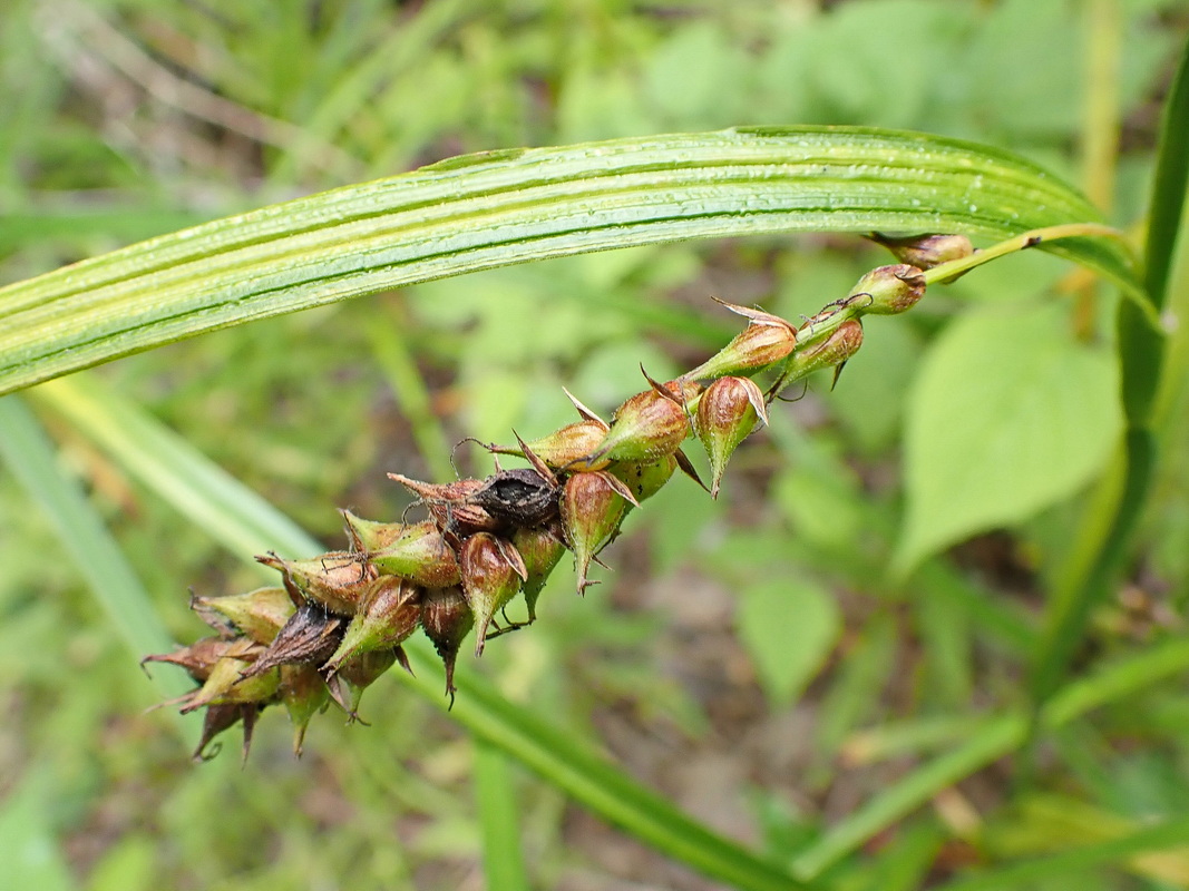 Image of genus Carex specimen.