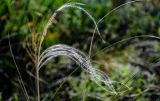 genus Stipa. Верхушка побега с соплодием. Оренбургская обл., Саракташский р-н, хр. Карамурунтау, луговой склон. 07.07.2023.