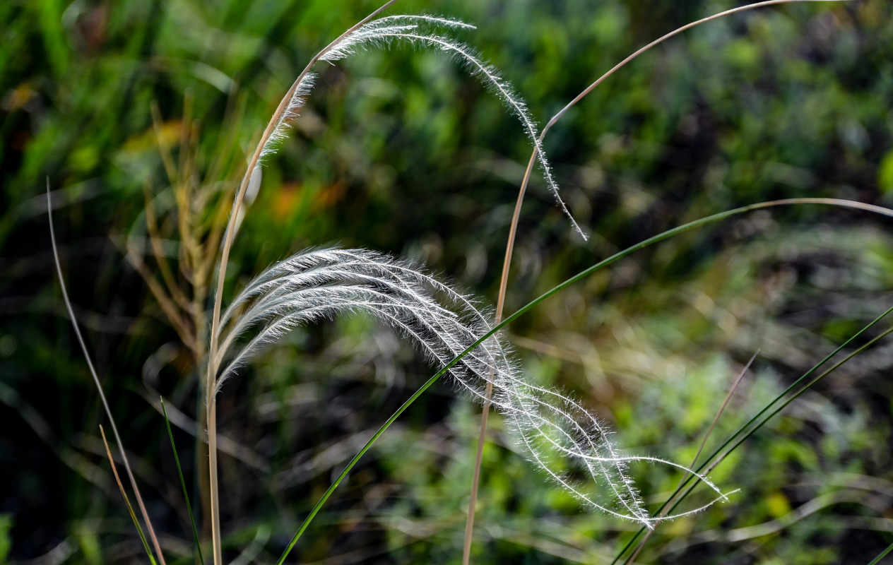 Изображение особи род Stipa.