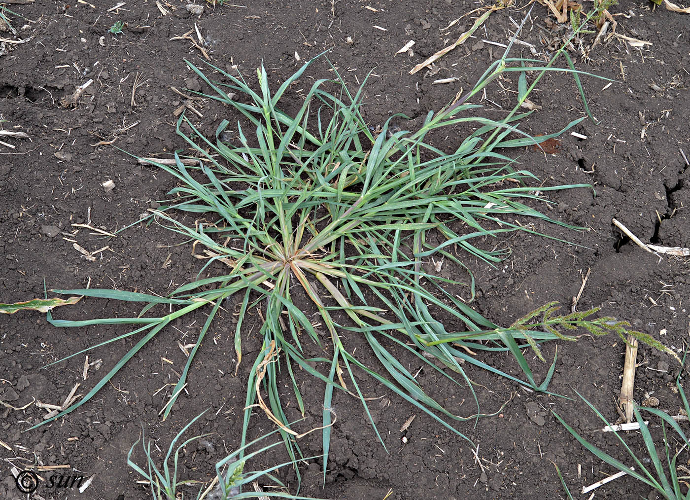 Изображение особи Echinochloa crus-galli.