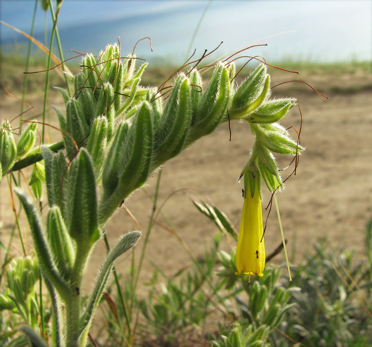 Image of Onosma taurica specimen.