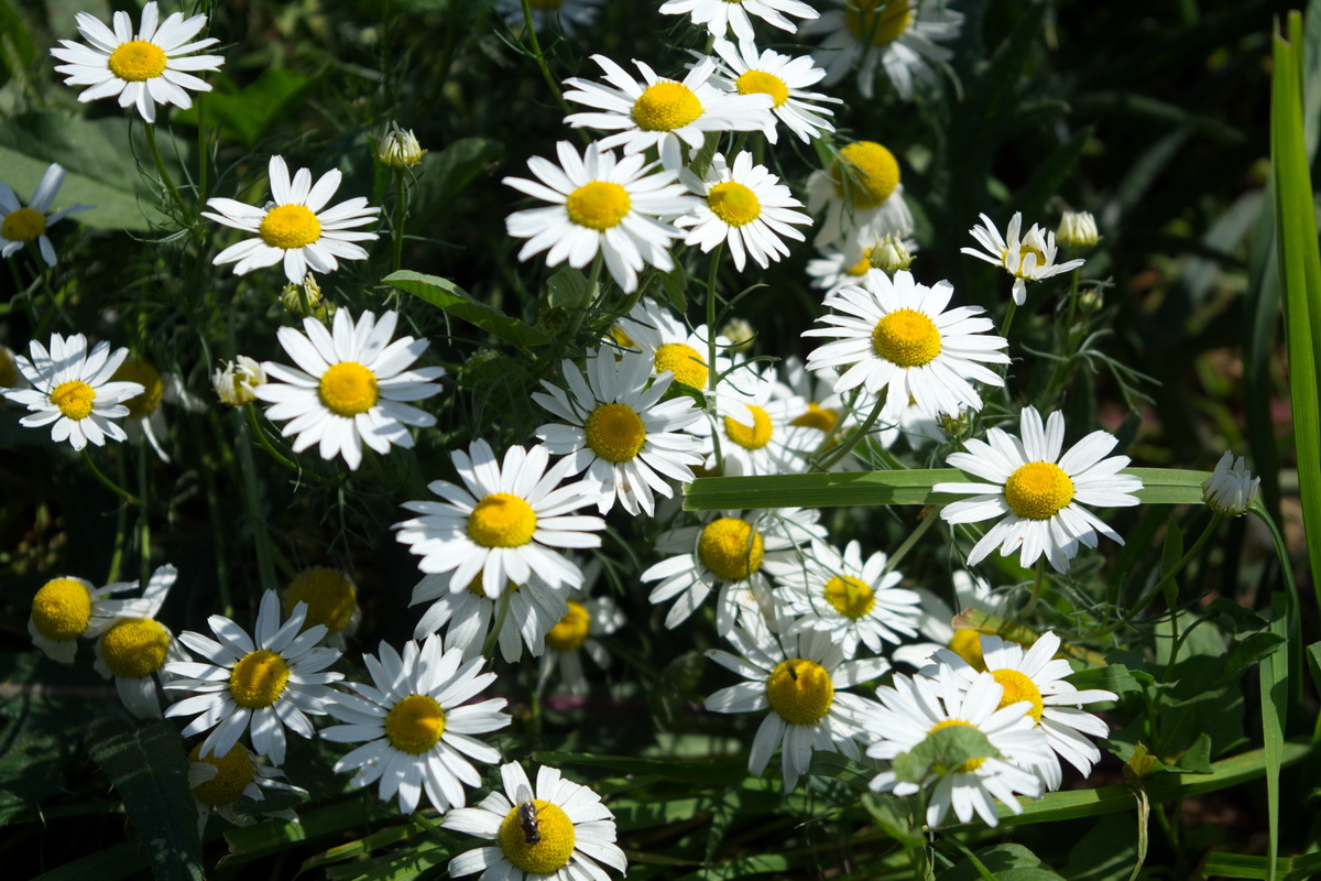 Image of familia Asteraceae specimen.