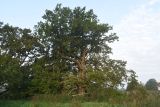 Quercus robur. Плодоносящее растение. Калужская обл., Ульяновский р-н, дер. Ягодное, над обрывом. 29 августа 2024 г.