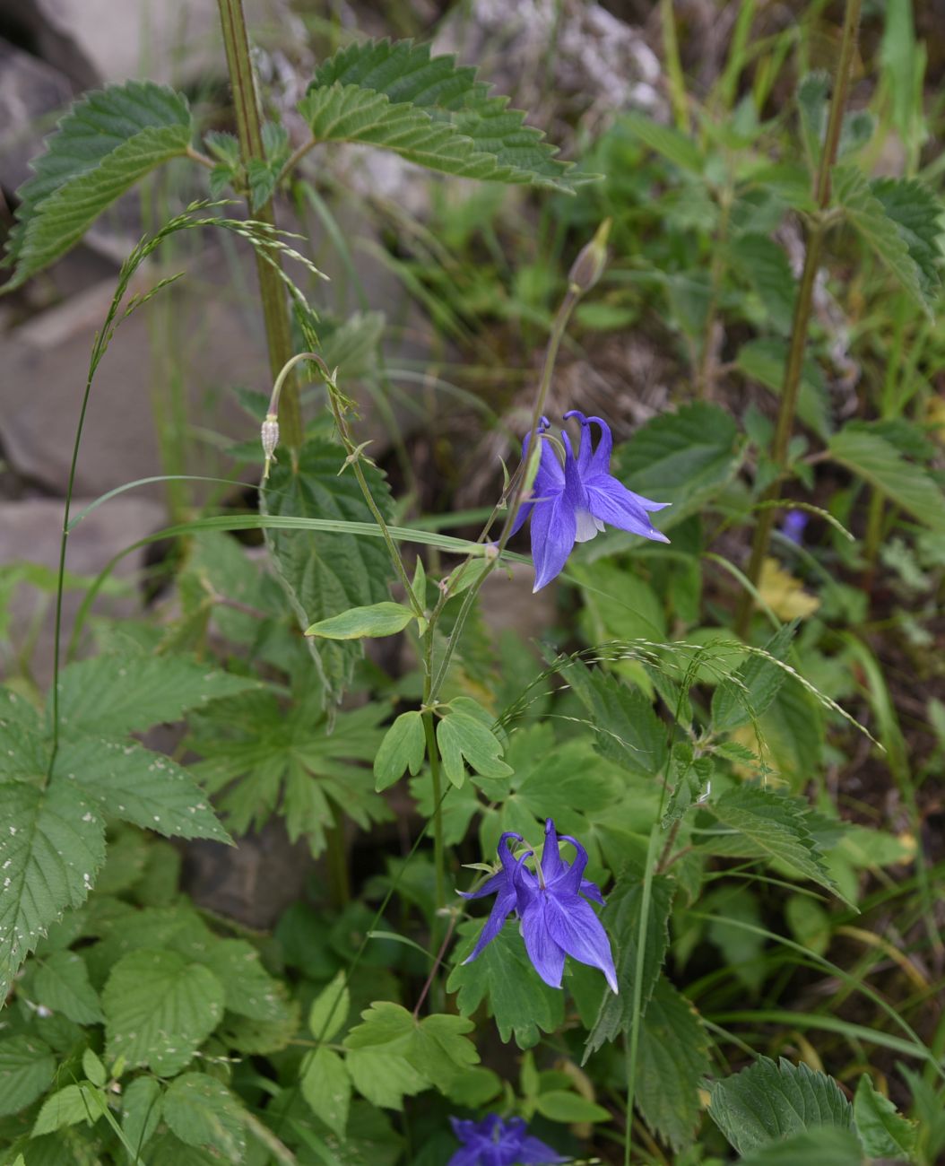 Изображение особи род Aquilegia.