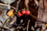 Convallaria majalis. Соплодие. Московская обл., Орехово-Зуевский гор. округ, окр. оз. Горбатое, смешанный лес. 23.09.2023.