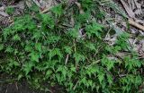 Selaginella biformis. Вегетирующие растения в сообществе с мхами. Китай, Гуанси-Чжуанский автономный р-н, окр. дер. Фэнлоу, бамбуковая роща. 02.06.2024.