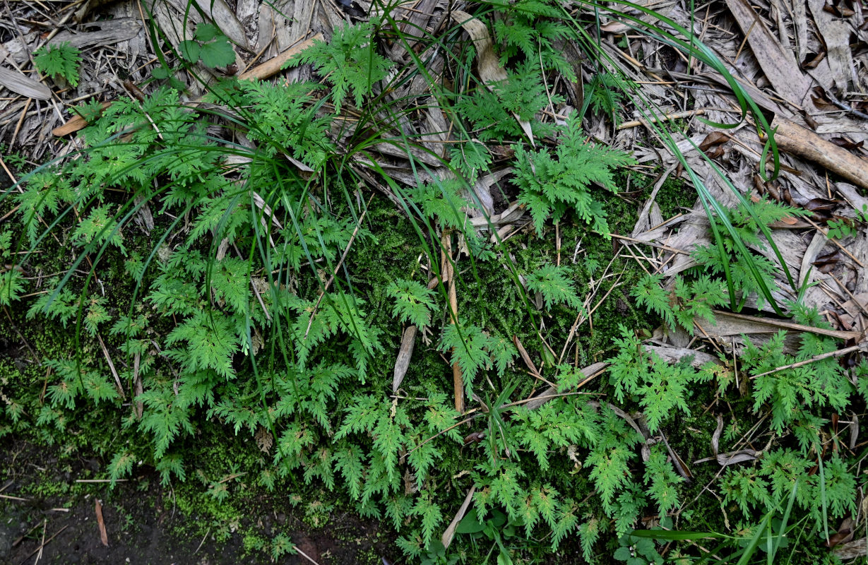 Image of Selaginella biformis specimen.