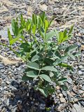 Vicia amurensis