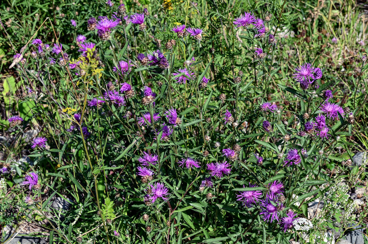 Image of Centaurea jacea specimen.