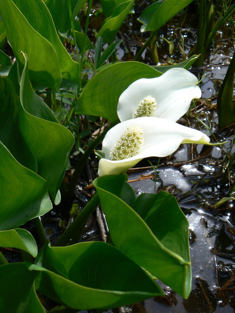 Изображение особи Calla palustris.