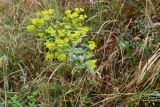 род Euphorbia. Плодоносящее растение. Таджикистан, Гиссарский хр., басс. р. Варзоб, ущ. р. Кондара, ≈ 1400 м н.у.м., саванноидное сообщество. 23 июня 2024 г.