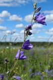 Campanula persicifolia