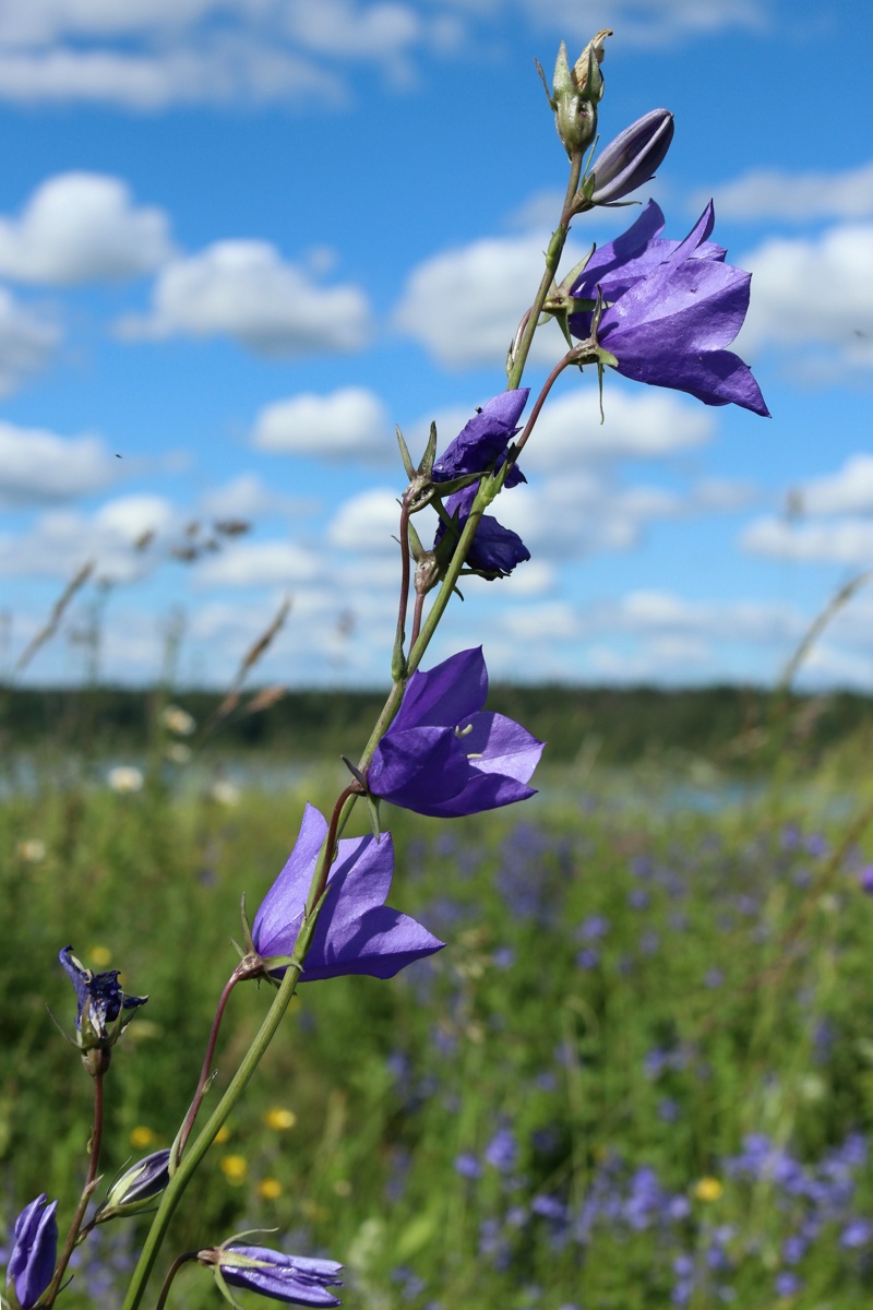 Image of Campanula persicifolia specimen.