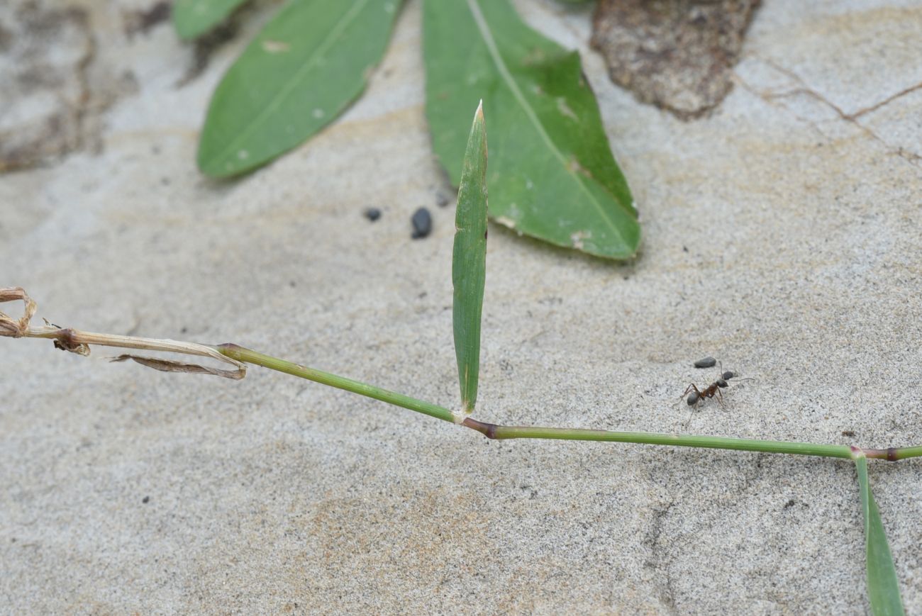 Image of familia Poaceae specimen.