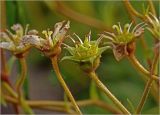 Saxifraga × arendsii. Незрелый плод и завязь. Московская обл., Раменский р-н, окр. дер. Хрипань, садовый участок. 01.06.2024.