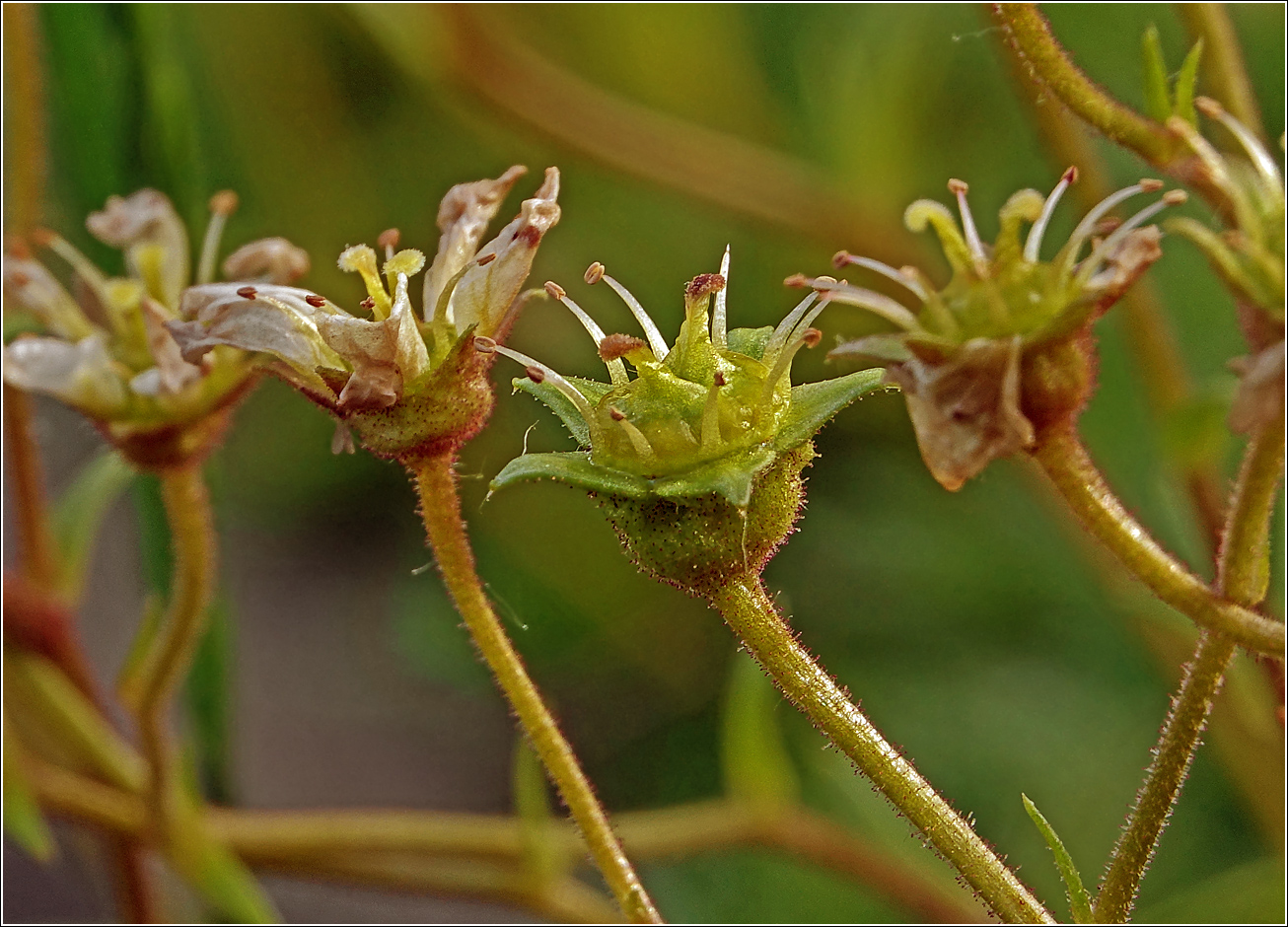 Image of Saxifraga &times; arendsii specimen.