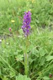 Dactylorhiza urvilleana. Верхушка цветущего растения. Чечня, Шаройский р-н, 2 км к востоку от ур. Хиндушты, 1 км на юго-запад от Сигнальной горы, выс. 2200 м н.у.м., луг. 1 июля 2024 г.