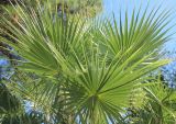 Washingtonia filifera. Листья. Краснодарский край, Черноморское побережье Кавказа, г. Геленджик. 28 сентября 2024 г.