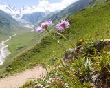 Aster alpinus. Цветущие растения. Кабардино-Балкария, Черекский р-н, юго-восточный склон горы Эркедыген, ≈ 2600 м н.у.м., скальное обнажение. 30.07.2024.