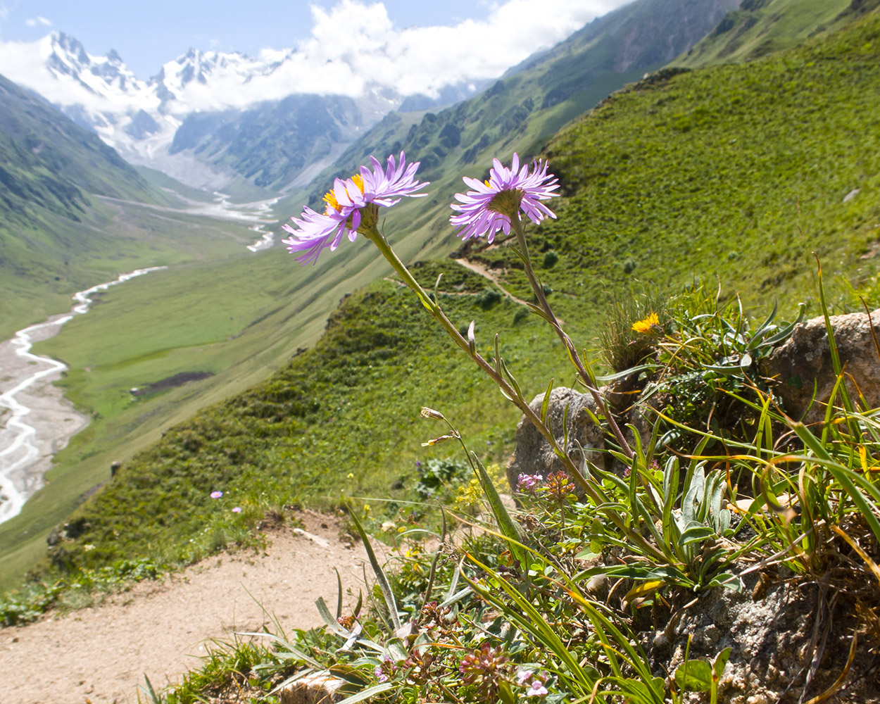 Image of Aster alpinus specimen.