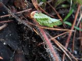 Fragaria viridis