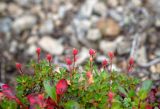 Rhododendron redowskianum