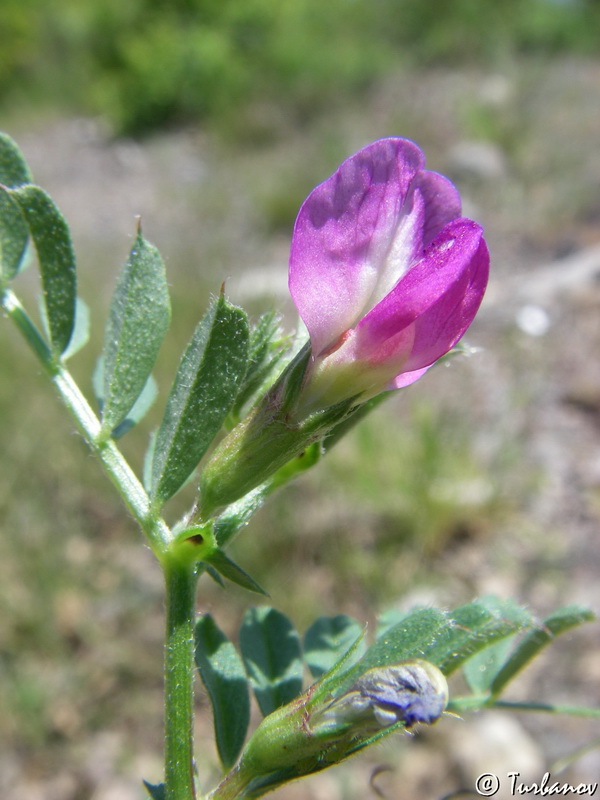 Image of Vicia cordata specimen.