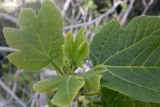 Ficus carica
