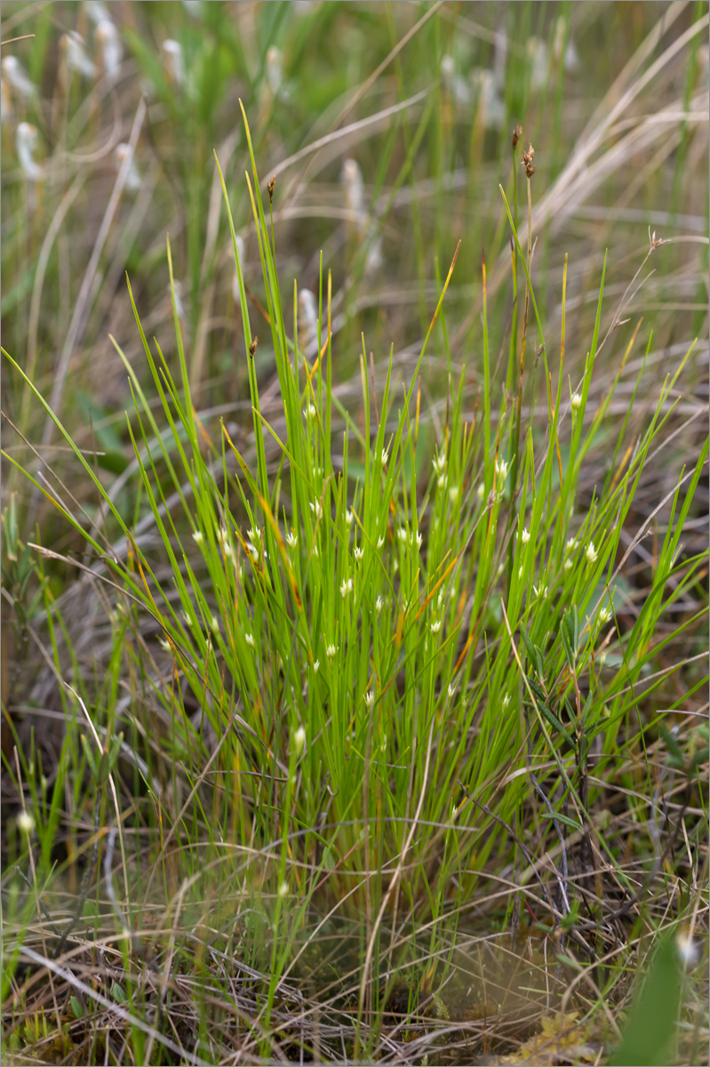 Image of Rhynchospora alba specimen.