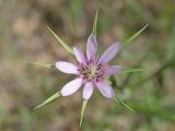 Смотреть изображение Geropogon hybridus