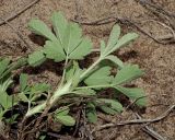 Смотреть изображение Potentilla incana