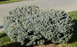 Смотреть изображение Picea pungens форма glauca
