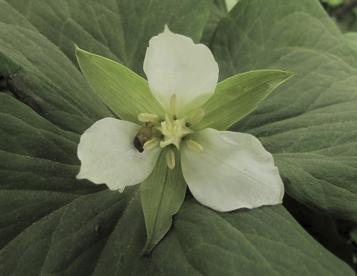 Image of Trillium &times; komarovii specimen.