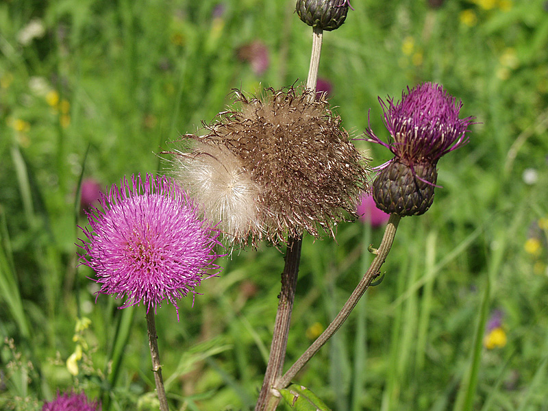 Image of Cirsium heterophyllum specimen.