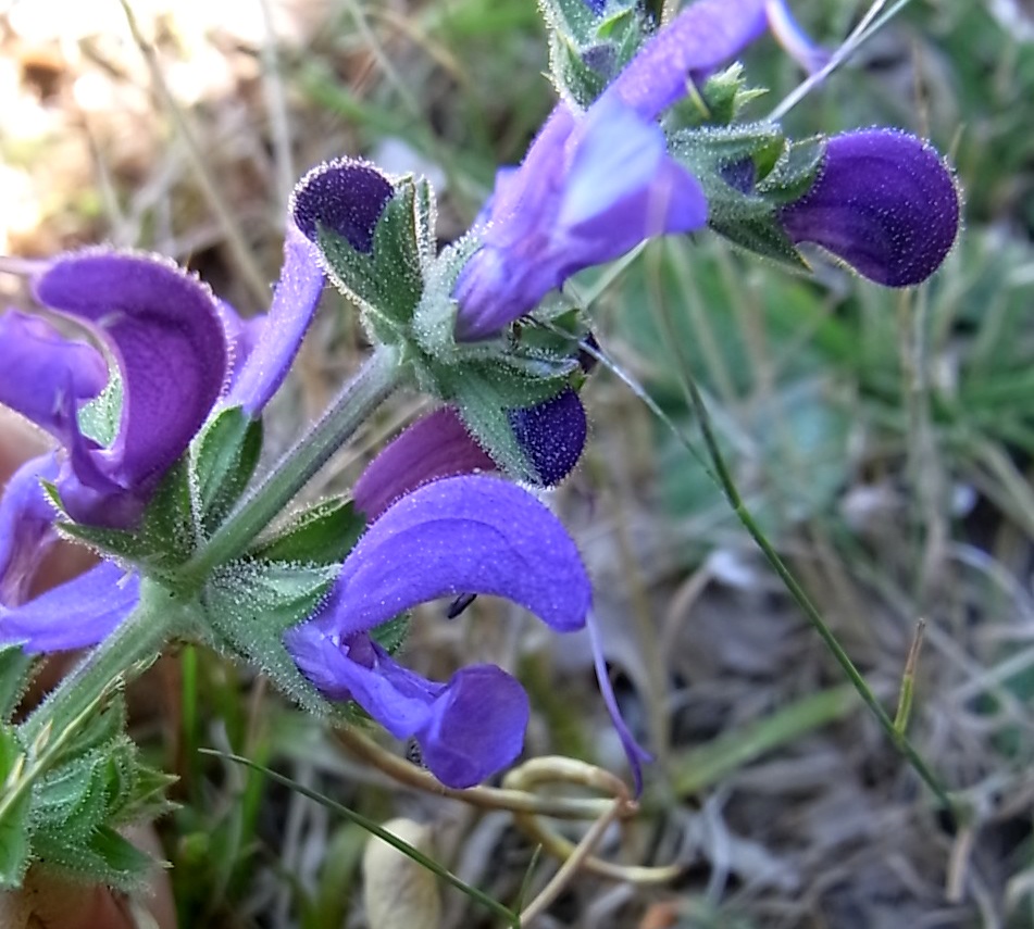 Изображение особи Salvia pratensis.