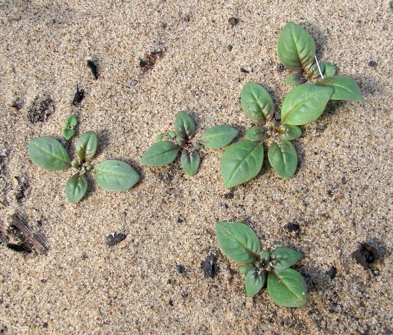 Image of Chamaenerion angustifolium specimen.