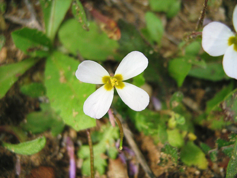 Image of Malcolmia pulchella specimen.