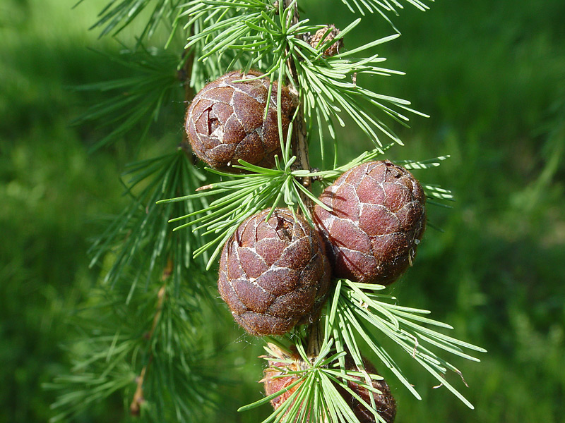 Image of Larix sibirica specimen.