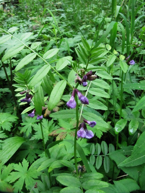 Image of Vicia sepium specimen.