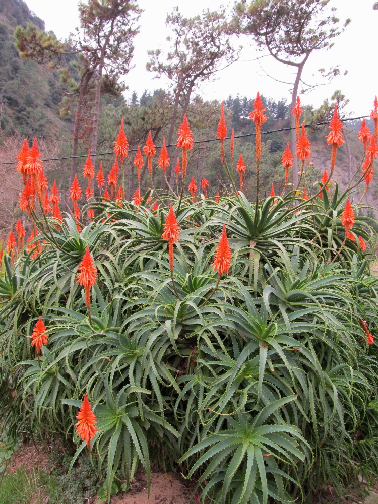 Image of Aloe arborescens specimen.