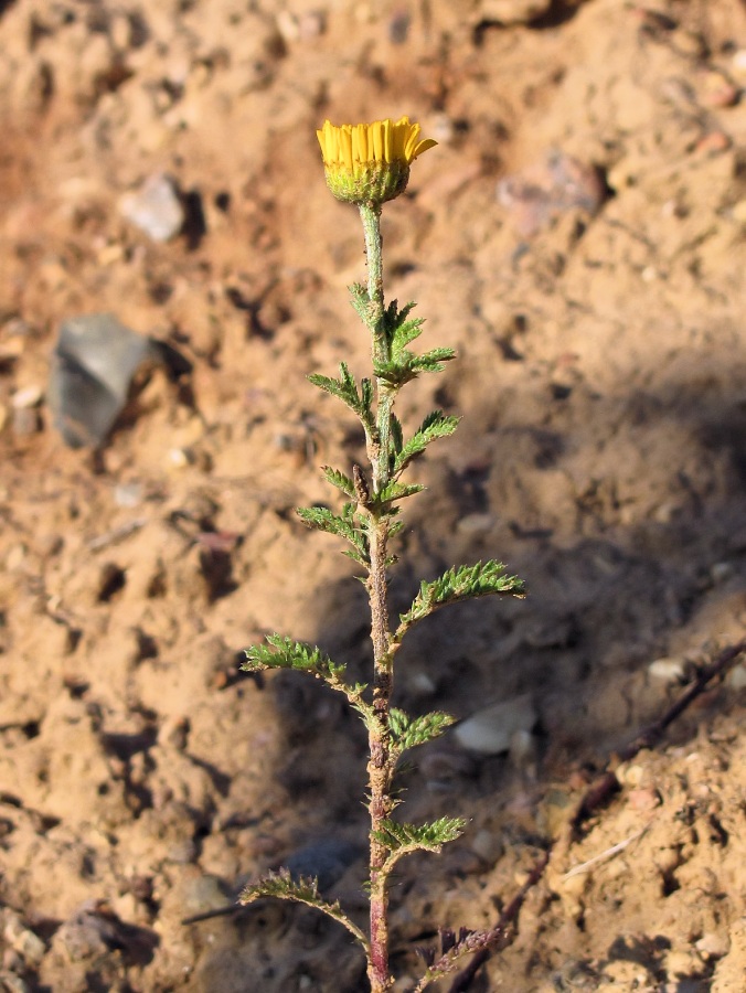 Image of Anthemis tinctoria specimen.