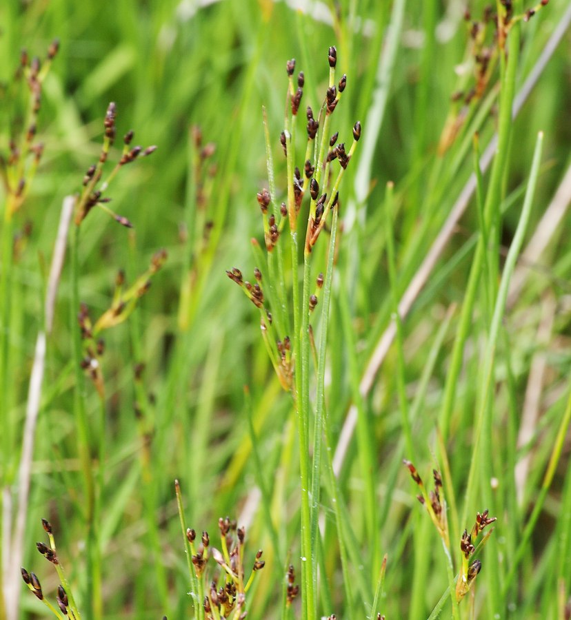 Изображение особи Juncus atrofuscus.