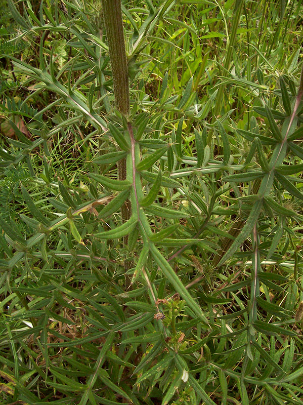 Изображение особи Cirsium polonicum.