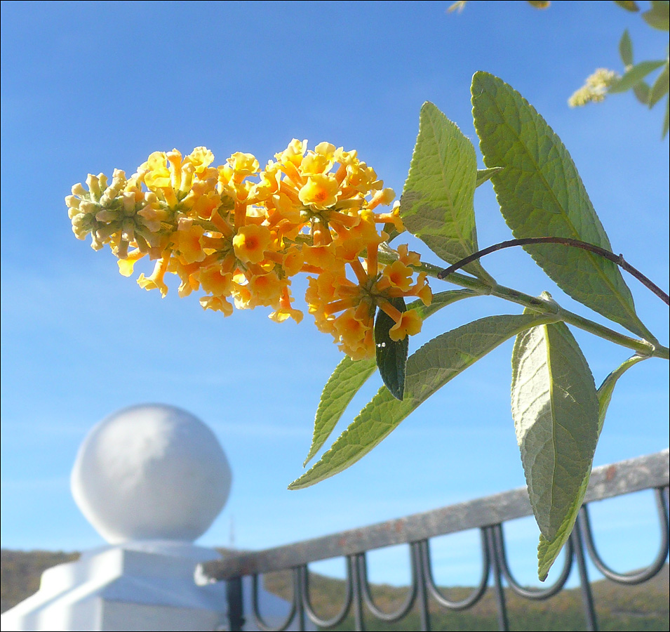 Изображение особи Buddleja &times; weyeriana.