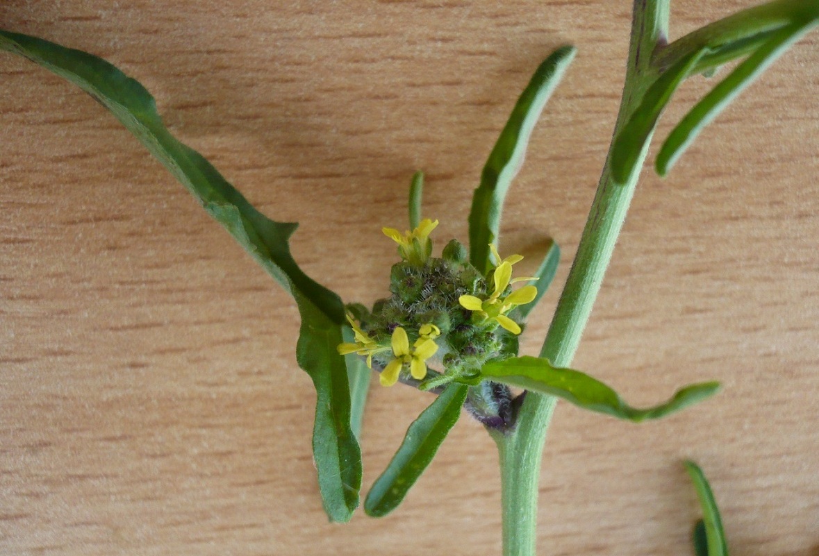 Image of Sisymbrium officinale specimen.