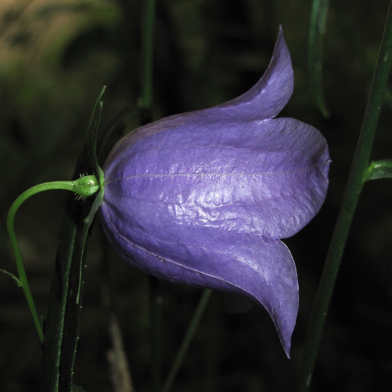 Image of Campanula persicifolia specimen.