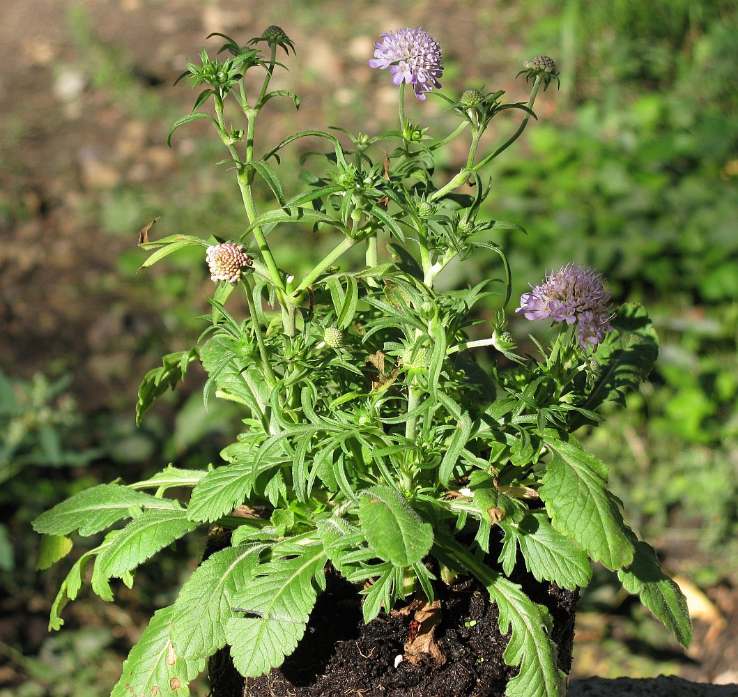 Image of Scabiosa japonica specimen.