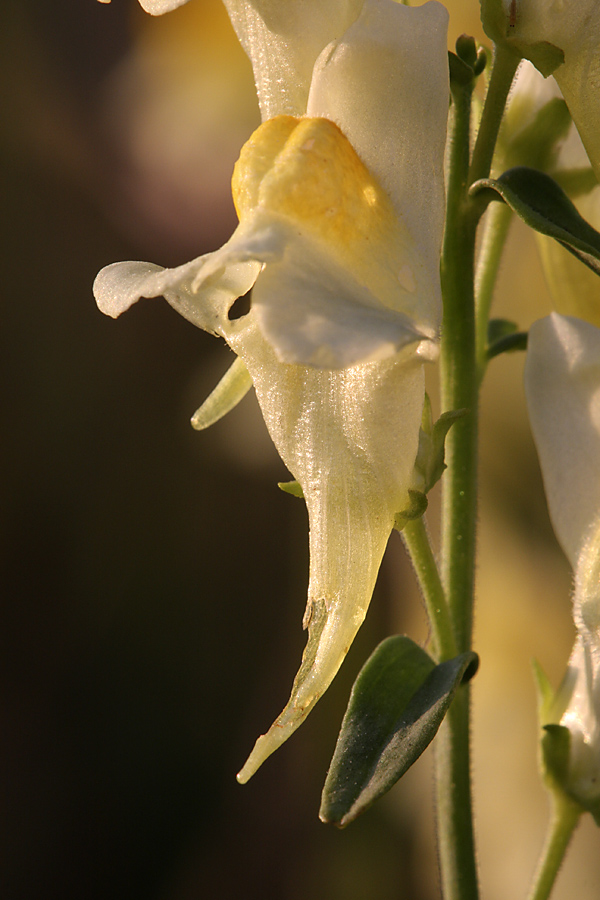 Image of Linaria vulgaris specimen.