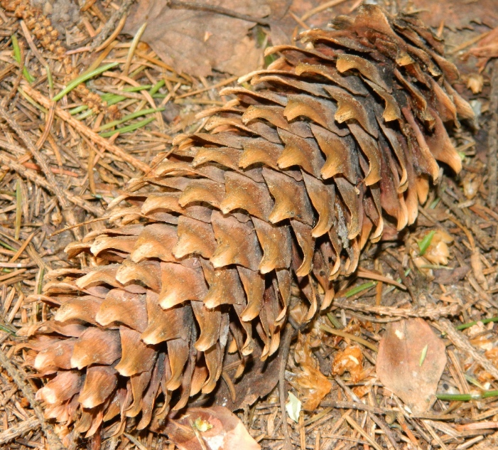 Image of Picea abies specimen.